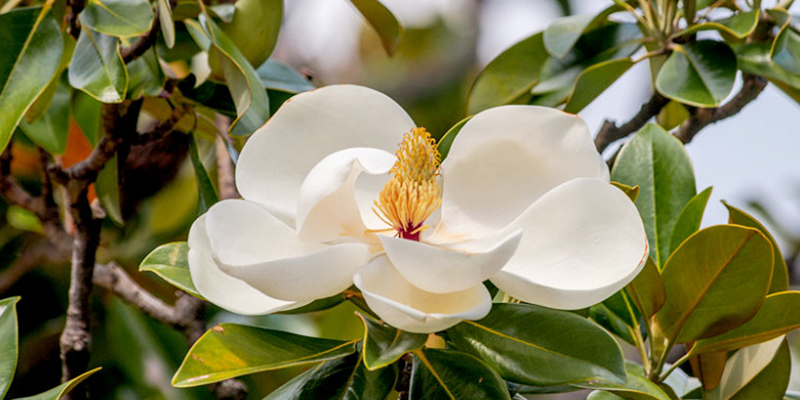 Southern Magnolia, Magnolia Grandiflora
